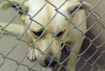 City Seeking Help from Community to Adopt Dogs from Cleveland Kennel