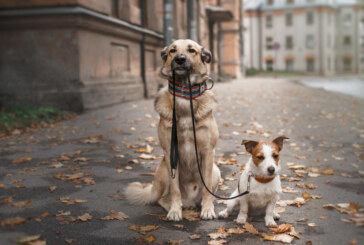 Second Annual CITY DOGS Reunion and Play Day